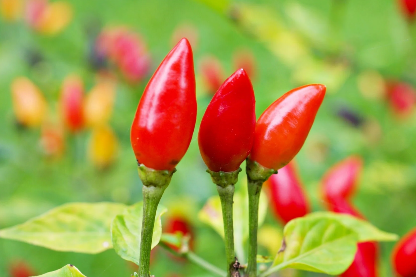 50+ Pequin Chili Pepper Seeds - Capsicum annuum, Hot Bird Pepper, 30,000-60,000 SHU, Compact 24" Plant, Non-GMO USA