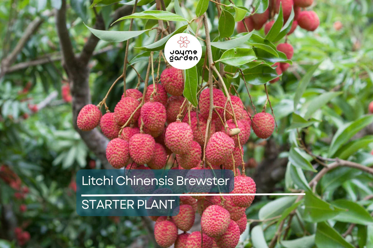 Potted Lychee Seedling 6"-12" Tall | Brewster Variety | Litchi chinensis | Sweet Tropical Fruit Tree for Outdoor Gardens