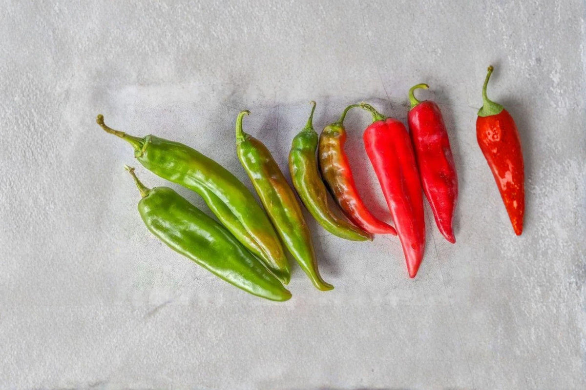 Hot Hatch Big Jim Chili Pepper Seeds – 30 Seeds, Capsicum annuum, Extra-Large Pods, Mild-Medium Heat, New Mexico Chile