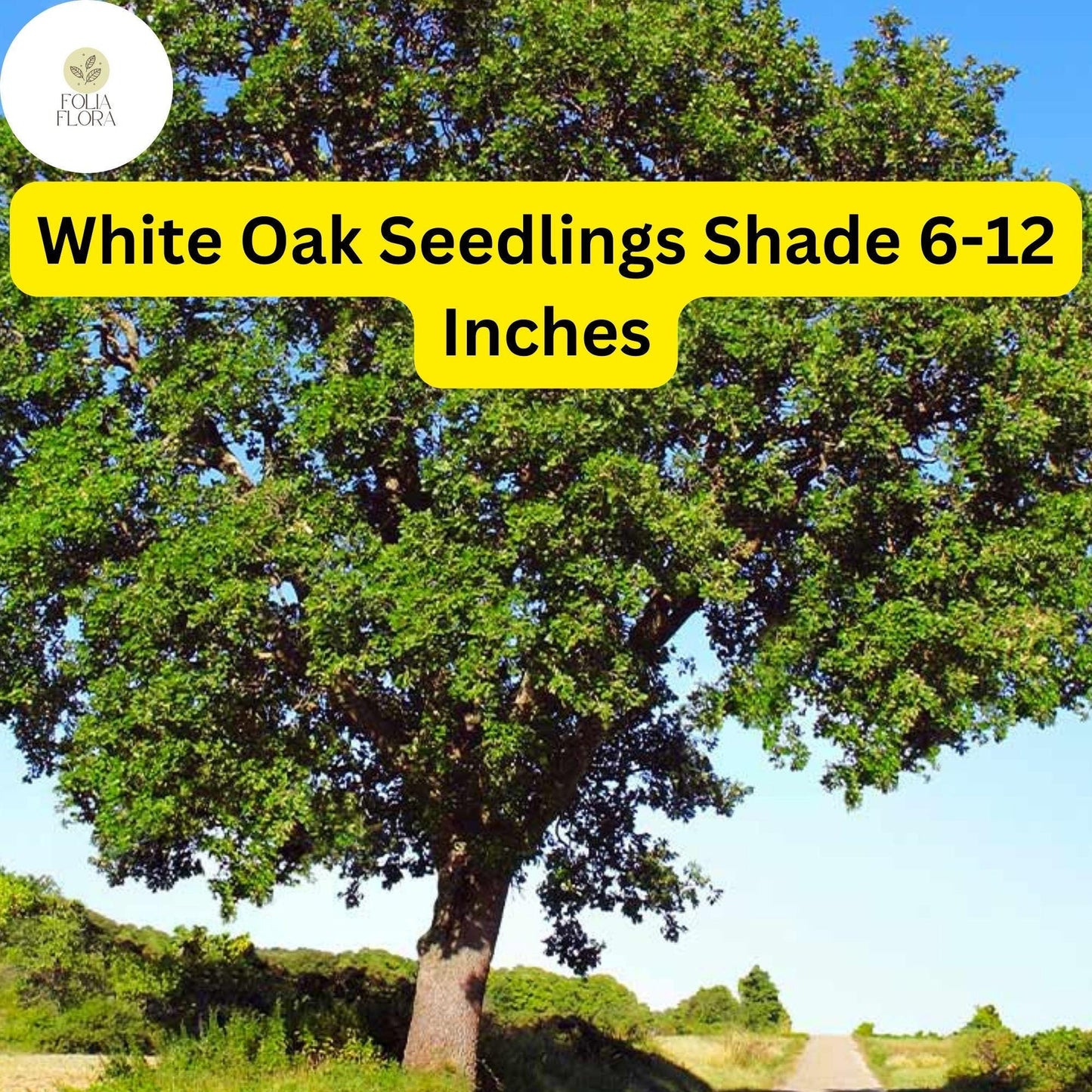 5 White Oak Trees Quercus alba Bare Root Seedlings Shade Trees 6-12 Inches Tall