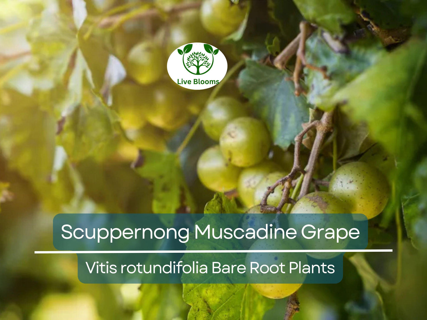 5 Scuppernong Grape Live Plants Bare Root – Hardy Muscadine Grape Vines for Garden or Trellis