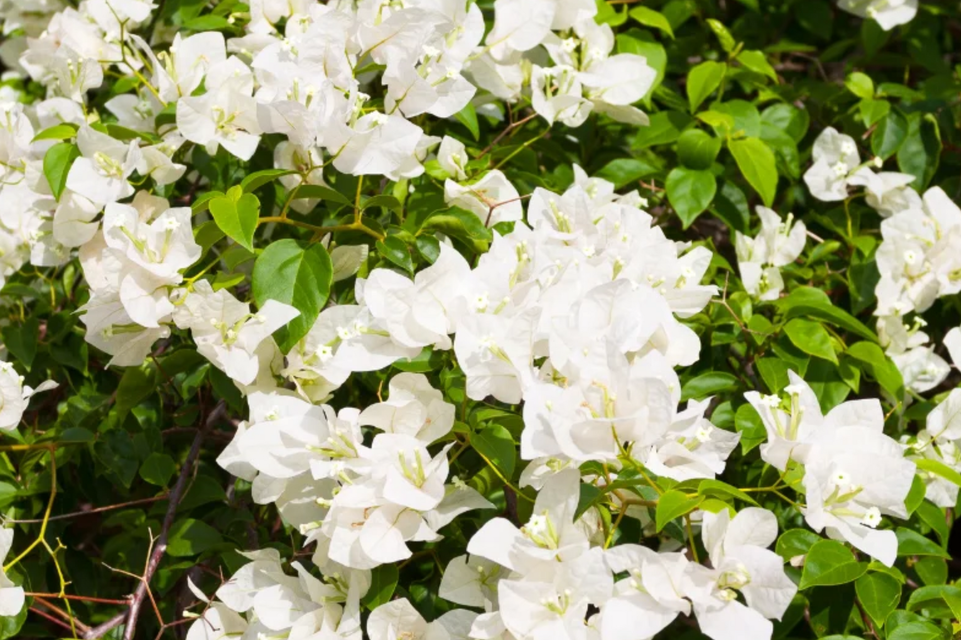 White Bougainvillea Starter Plant - Paper Flower, 5-7 Inches Tall, Tropical Climbing Shrub for Gardens, Containers & Landscaping