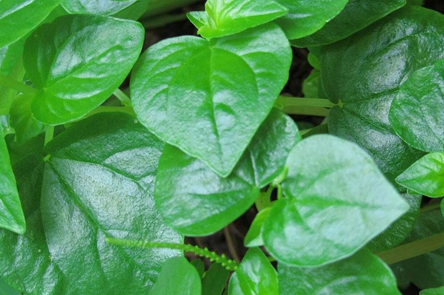 200+ Peperomia Pellucida Seeds - Rau Cang Cua, Krasang Teap, Edible Herb, Indoor & Outdoor Plant, Small Space Gardening, USA Seller