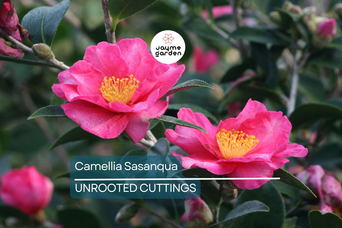4 Pink 'n Yellow Camellia Sasanqua Cuttings (5"+) - Shishi Gashira Evergreen Shrub, Drought-Resistant, Deer-Resistant, Ornamental Plant