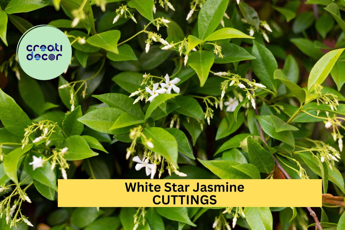 5 White Star Jasmine Cuttings – Fragrant Evergreen Vine for Garden, Fence, or Pot – Easy to Root