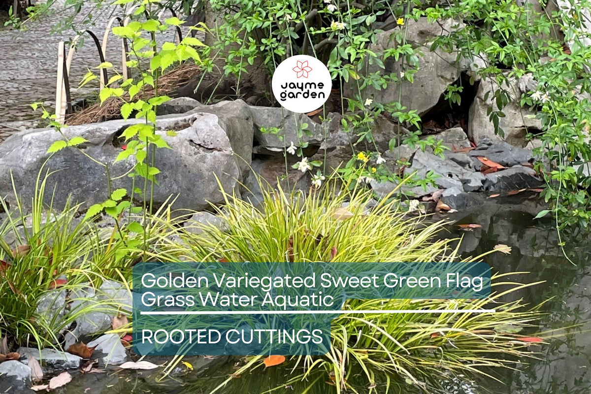 Golden Variegated Sweet Flag Grass - Potted Aquatic Plant with Bright Yellow Foliage - Acorus Gramineus 'Ogon' for Ponds