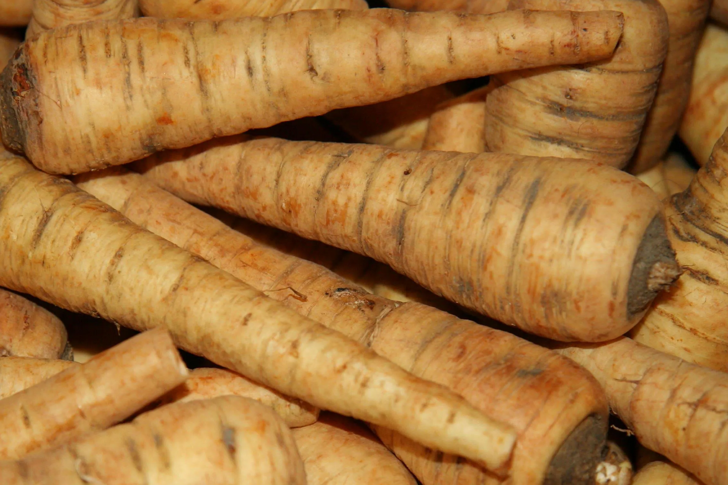 All American Parsnip Seeds - Heirloom Non-GMO, Sweet Nutty Flavor, 10-12" Roots, Winter Harvest, Vegetable Garden Seeds