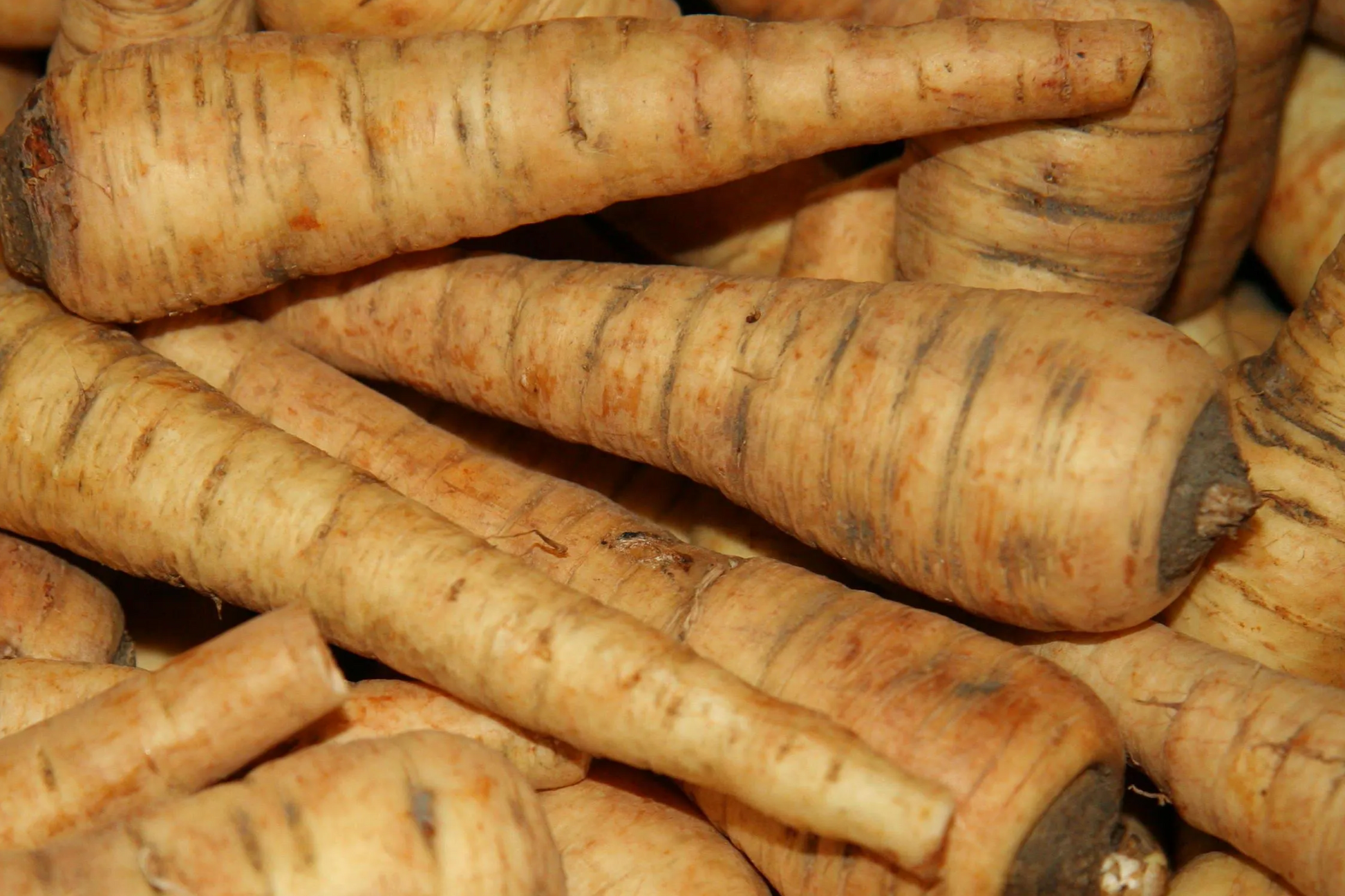 All American Parsnip Seeds - Heirloom Non-GMO, Sweet Nutty Flavor, 10-12" Roots, Winter Harvest, Vegetable Garden Seeds