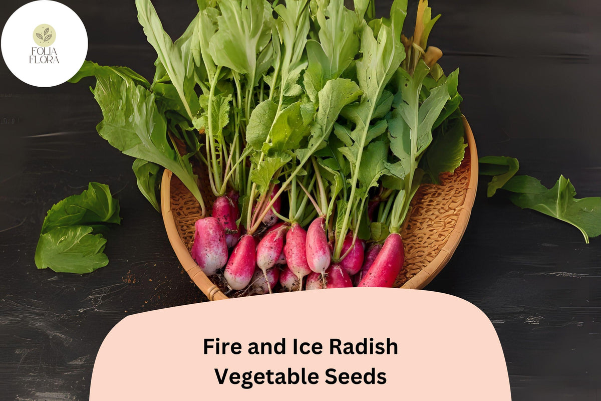 Fire and Ice Radish Seeds - 500+ Bicolor Red & White Raphanus sativus 'Fire and Ice' for Garden Planting