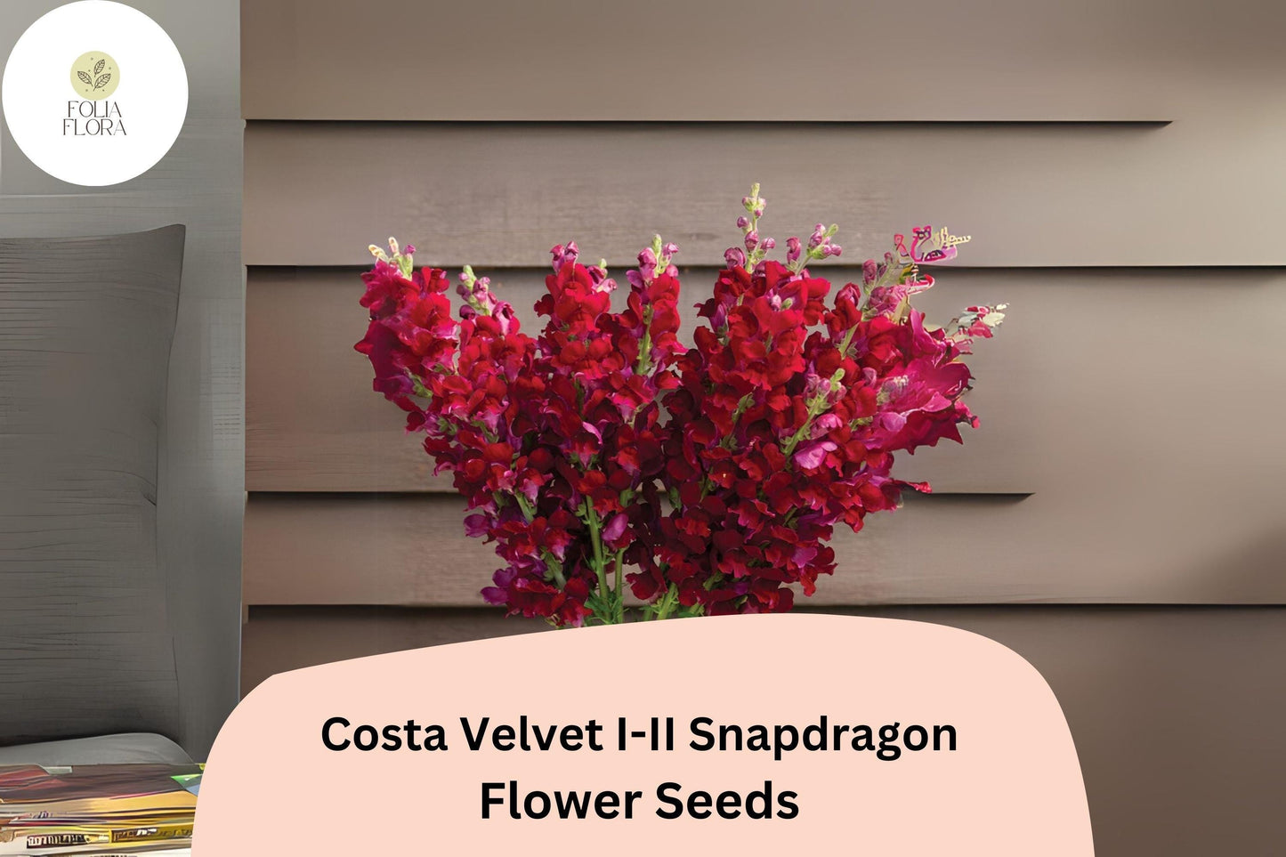 Costa Velvet I–II Snapdragon Seeds | 1000+ Deep Velvet Red Blooms | Antirrhinum majus for Garden & Cut Flowers