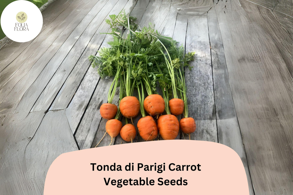 1000+ Tonda di Parigi Carrot Seeds – Heirloom Round Baby Carrots, Fast Growing & Sweet