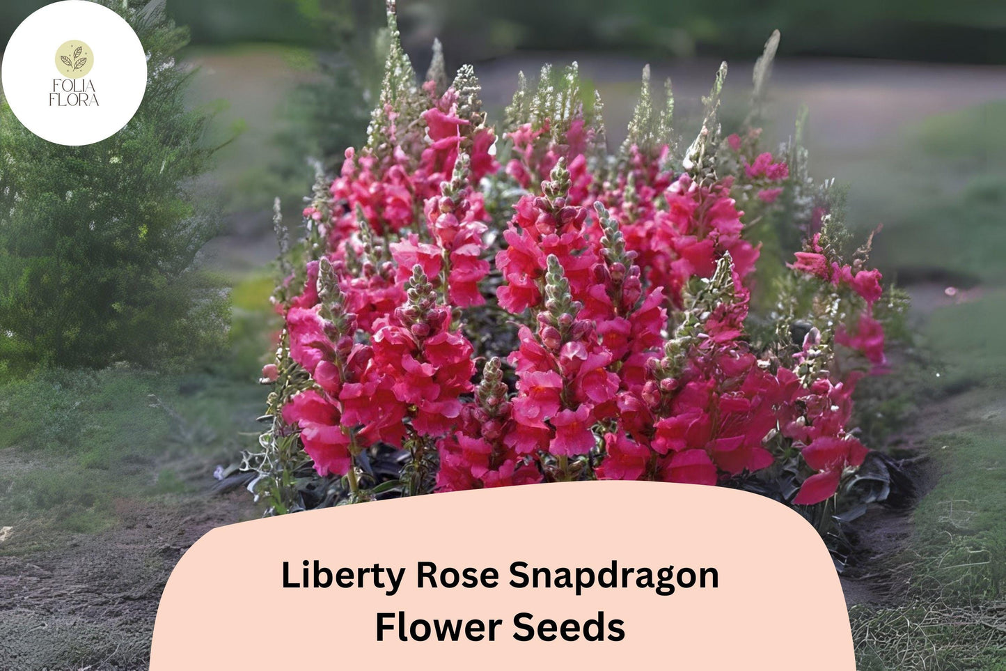 Antirrhinum majus Liberty Rose Snapdragon Seeds – 1000+ Soft Rose-Pink Blooms for Garden & Cut Flowers