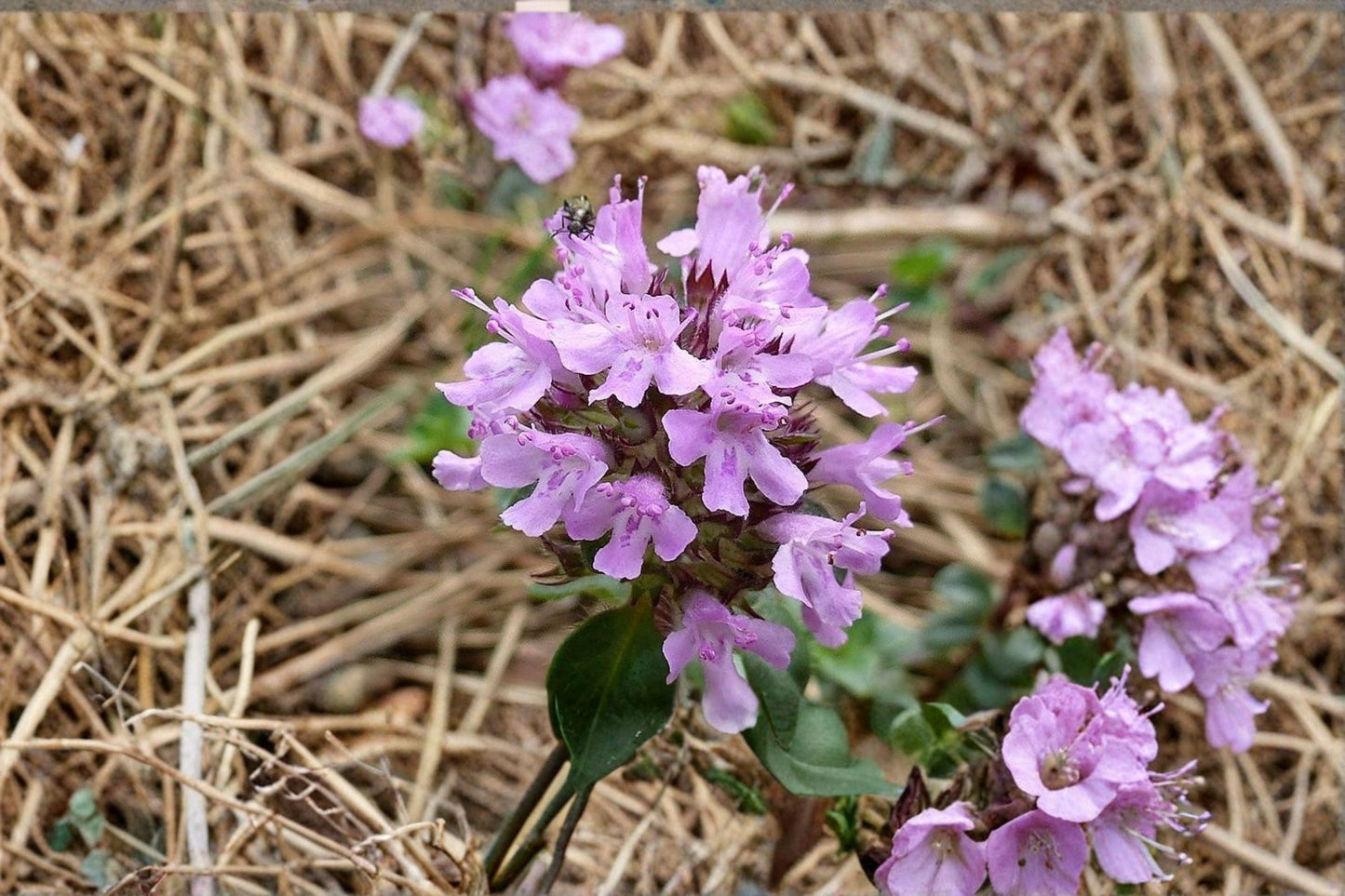 Wild Thyme Seeds – Thymus pulegioides – Perennial Groundcover Herb – Fragrant Pink to Purple Flowers