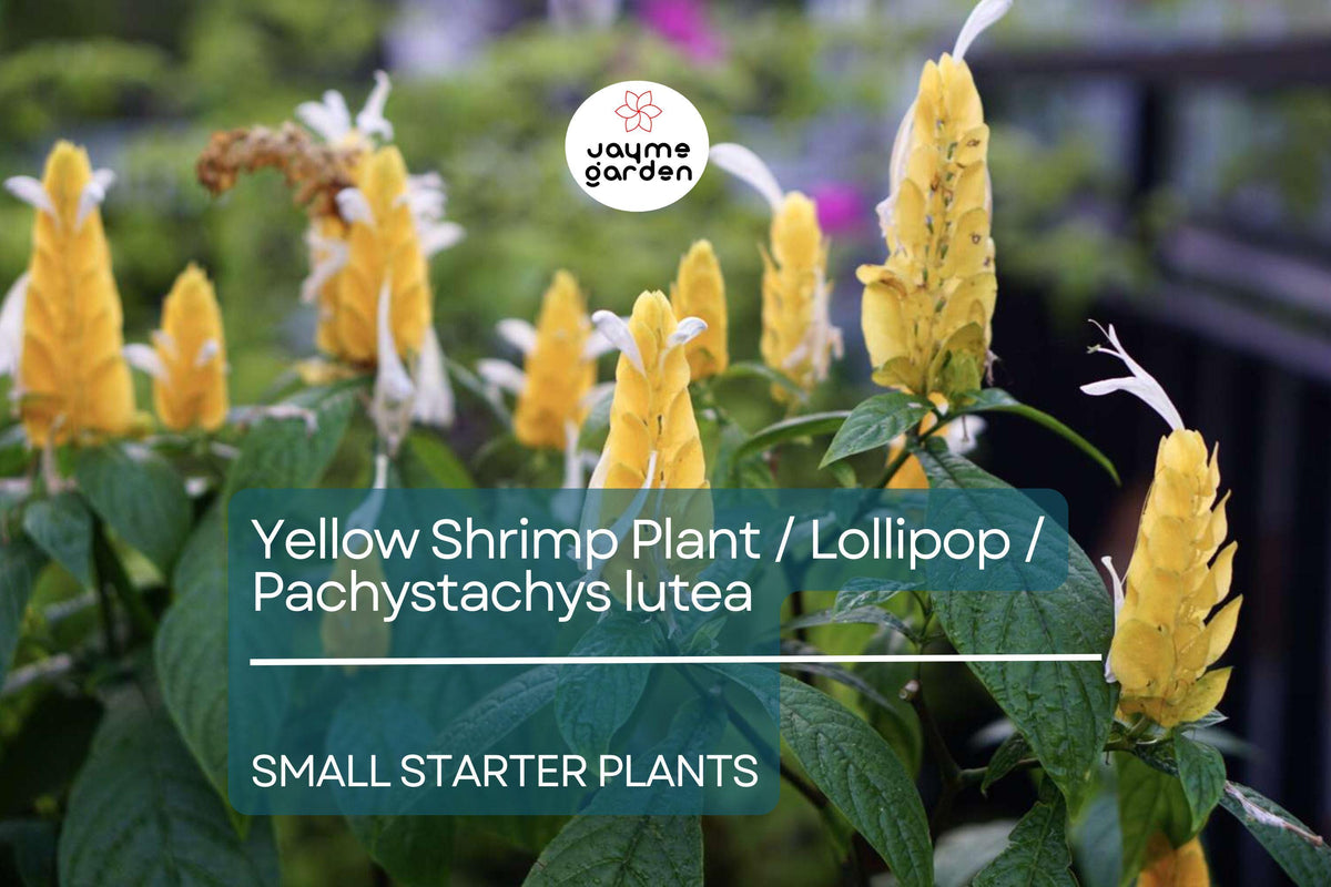 Yellow Shrimp Starter Plant, 3-5 Inch Tropical Plug, Pachystachys Lutea, Bright Yellow Blooms, Pollinator-Friendly, Easy Care