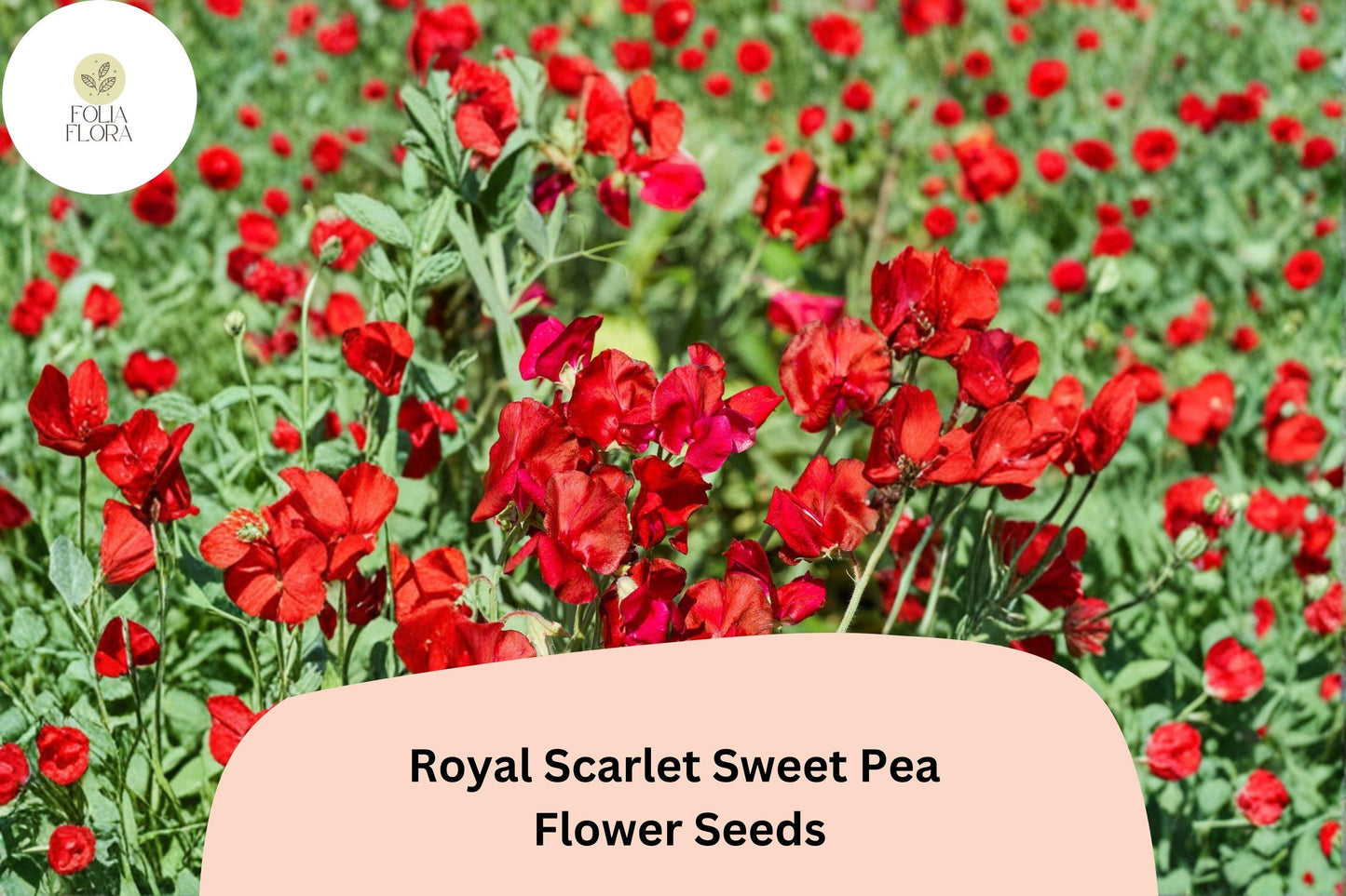 50+ Royal Scarlet Sweet Pea Seeds | Bright Red Climbing Annual Vine for Garden Trellises