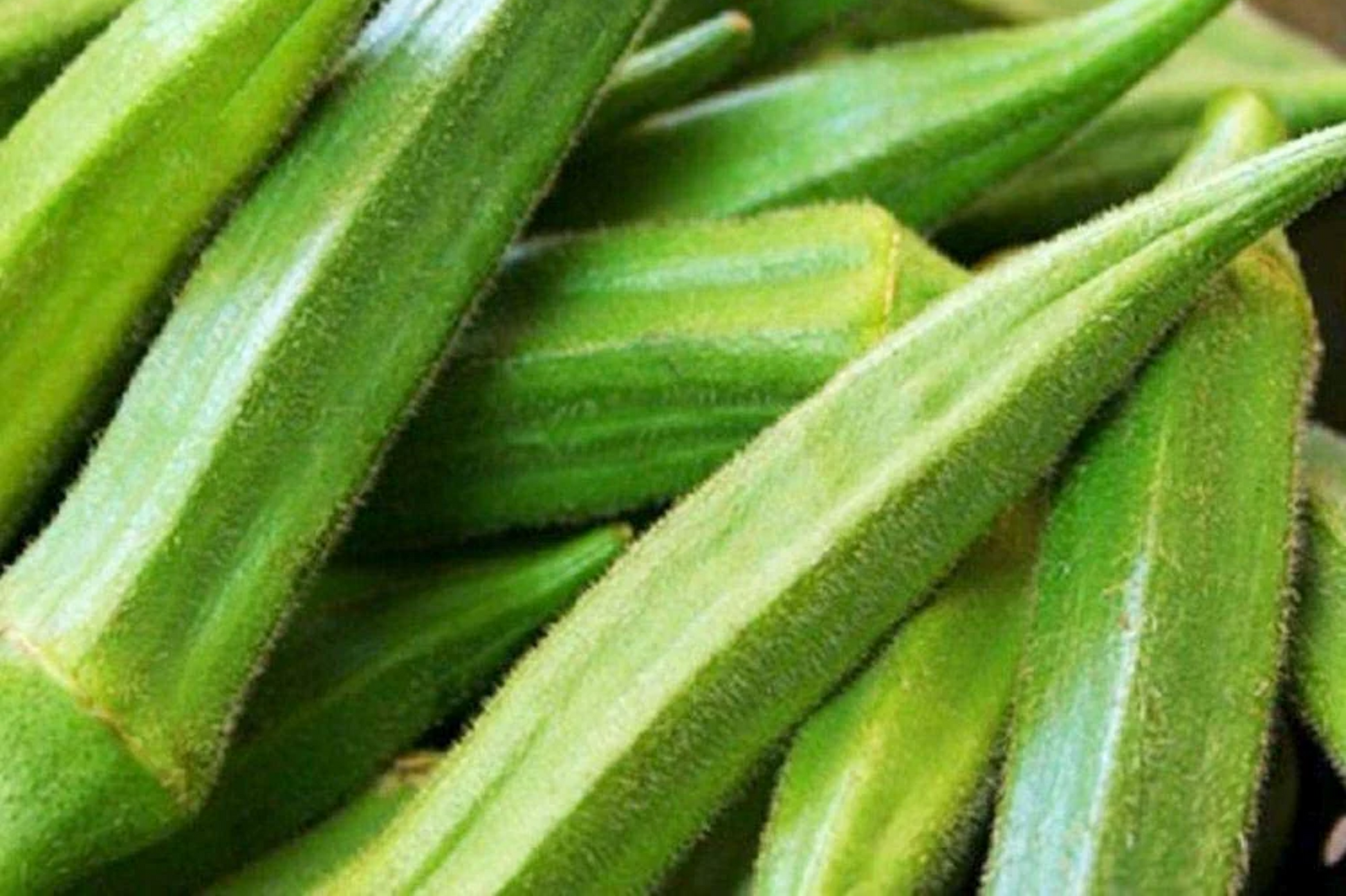 100 Emerald Okra Seeds Heirloom Non-GMO Tender Green Pods Fast-Growing High-Yield Abelmoschus esculentus
