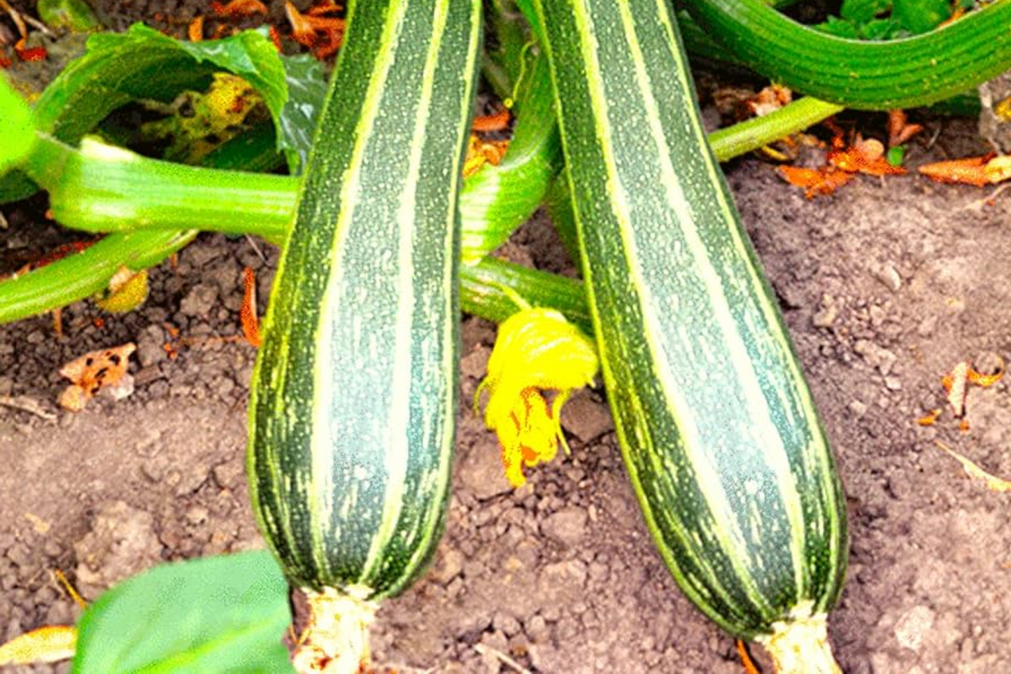 Cocozelle Zucchini Seeds - Heirloom Italian Summer Squash, Non-GMO, High-Yield, Tender & Flavorful, Easy to Grow, Vegetable Garden