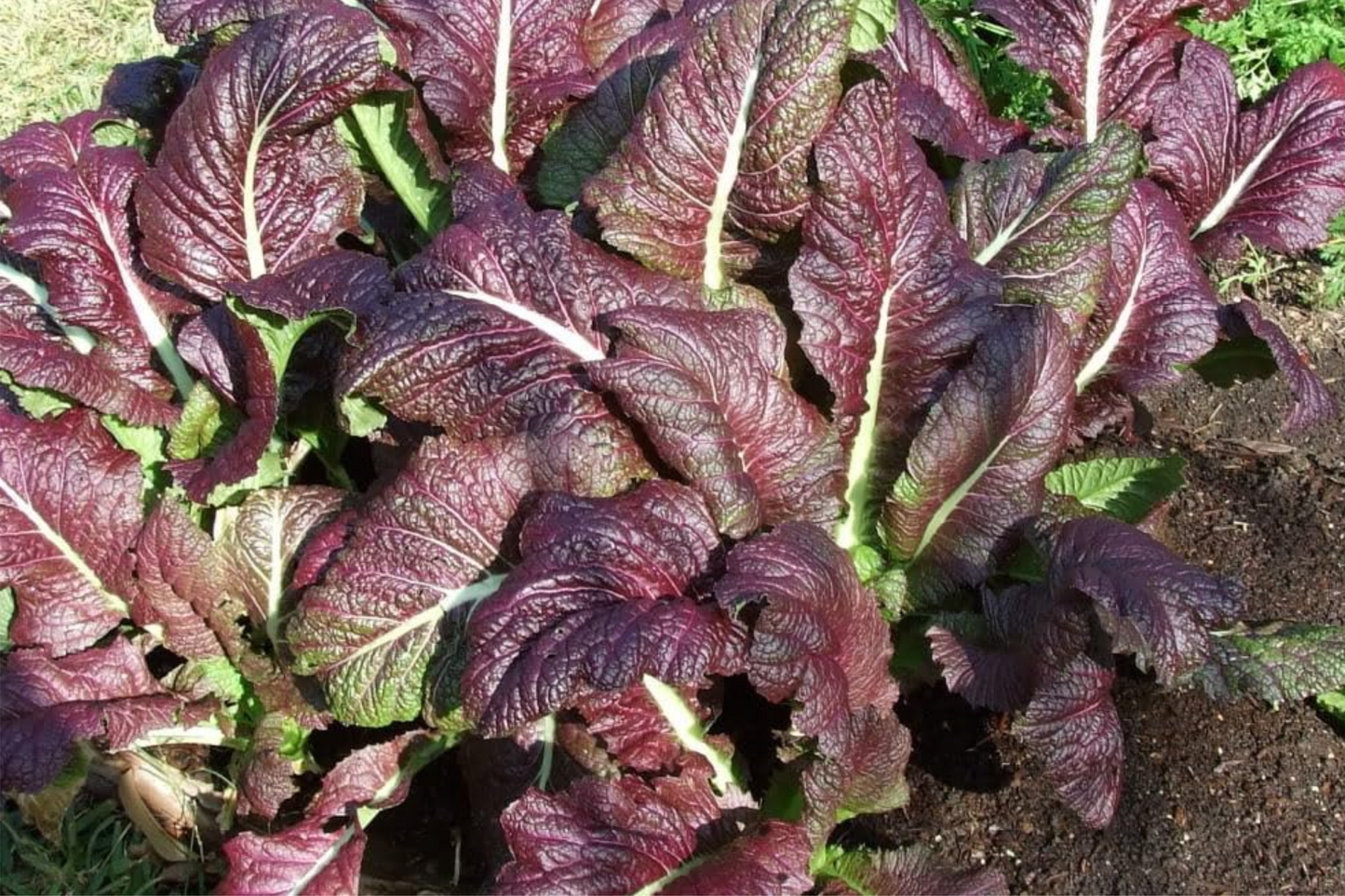 Red Giant Mustard Seeds – Heirloom Brassica juncea for Microgreens & Greens, Spicy Salad & Pickling Greens, Non-GMO, USA Seller