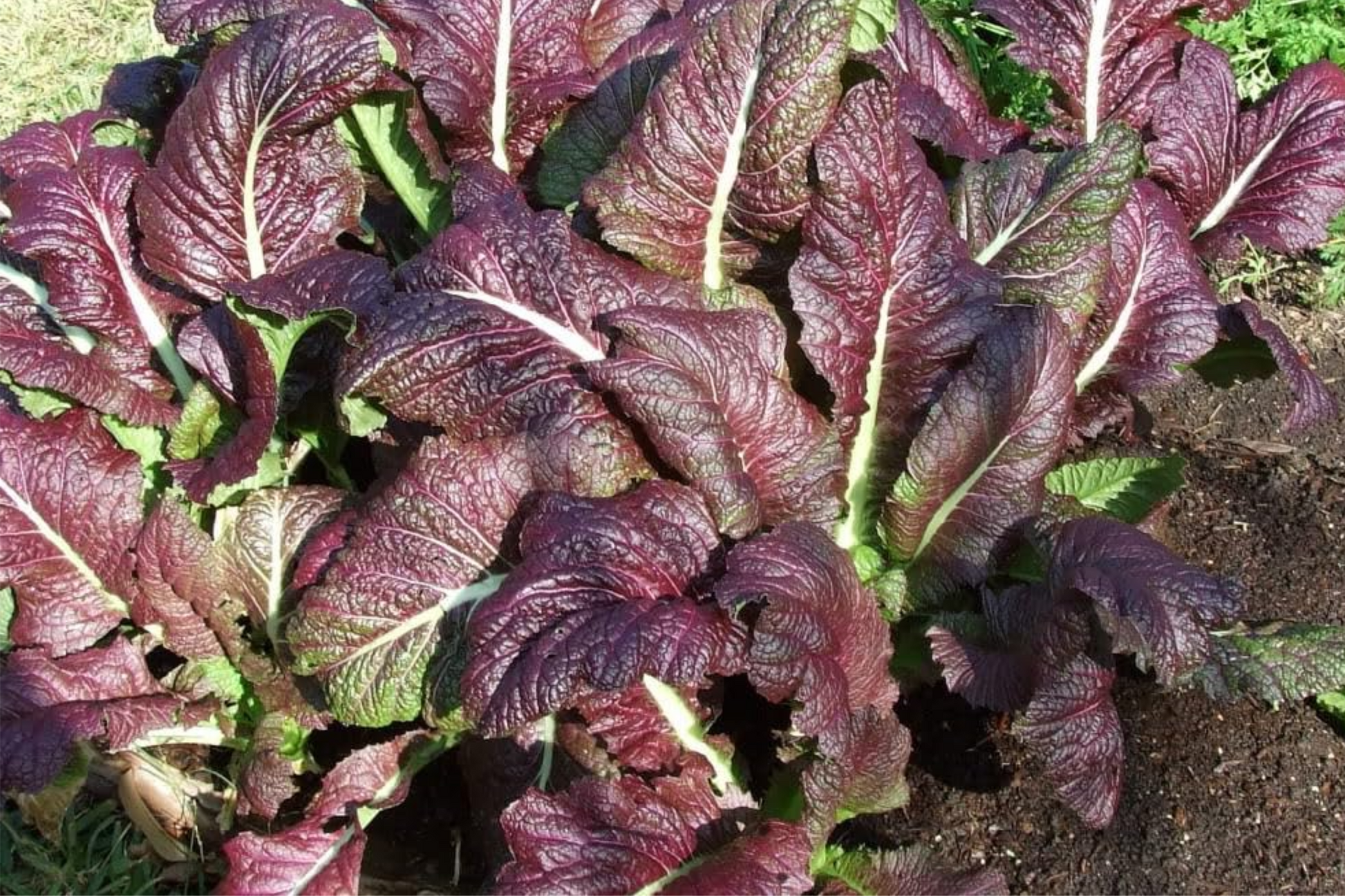 Red Giant Mustard Seeds – Heirloom Brassica juncea for Microgreens & Greens, Spicy Salad & Pickling Greens, Non-GMO, USA Seller