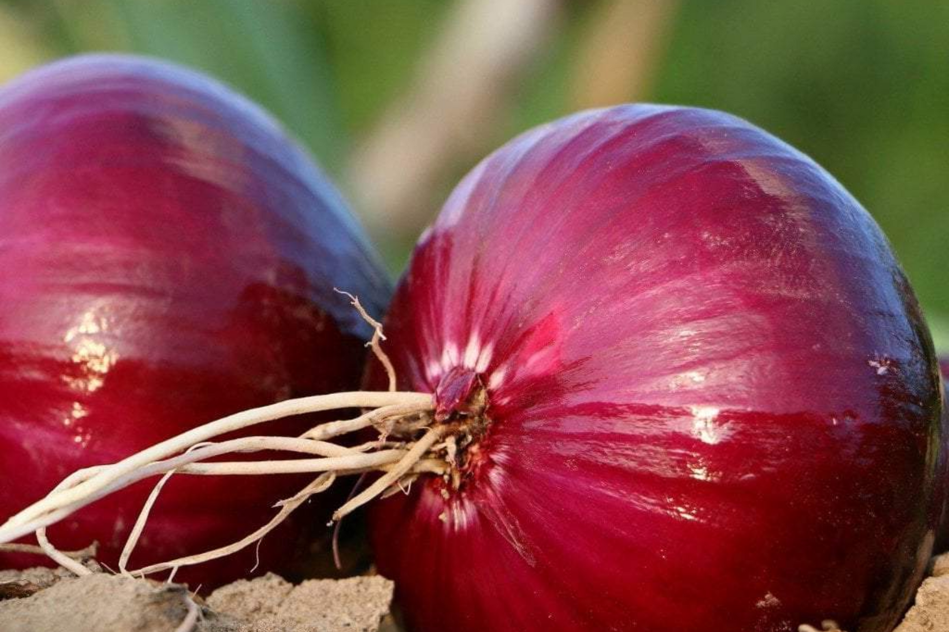 500 Red Creole Onion Seeds - Non-GMO Heirloom Short-Day Onion for Salsas & Cajun Cooking Allium cepa