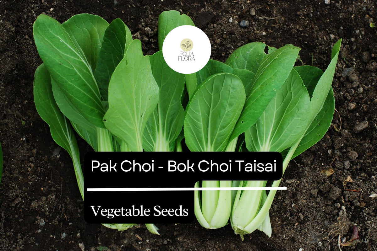 500mg Pak Choi Bok Choi Taisai Seeds - Heirloom Asian Greens for Stir-Fries, Salads & Soups