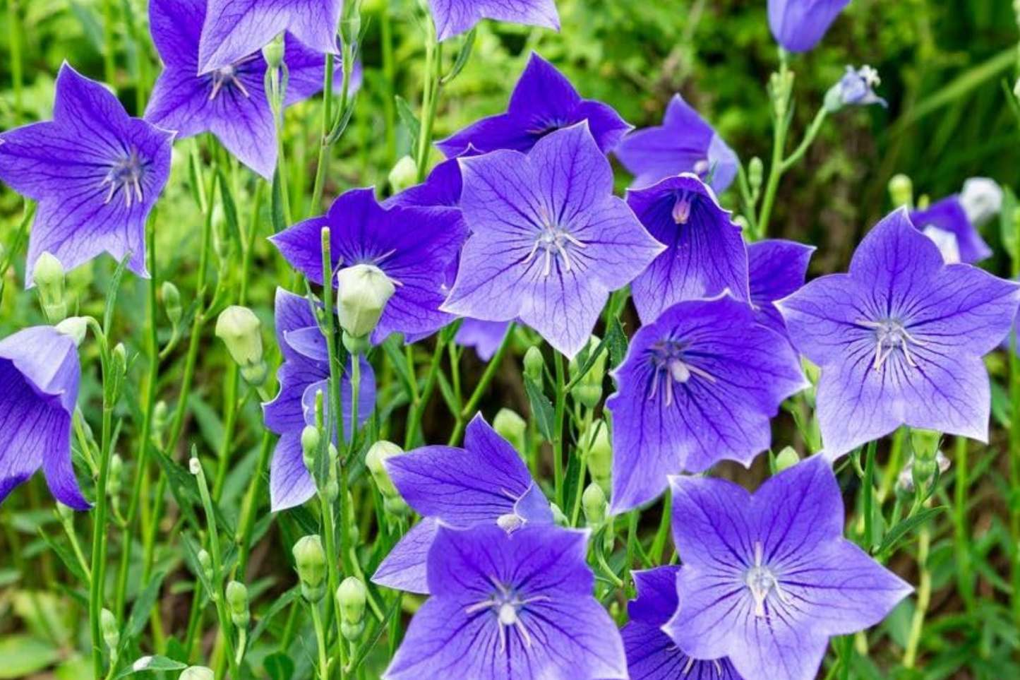 Balloon Flower Seeds 1,000 Non-GMO Platycodon grandiflorus Perennial Blue, White, Pink Flowers for Pollinator Gardens