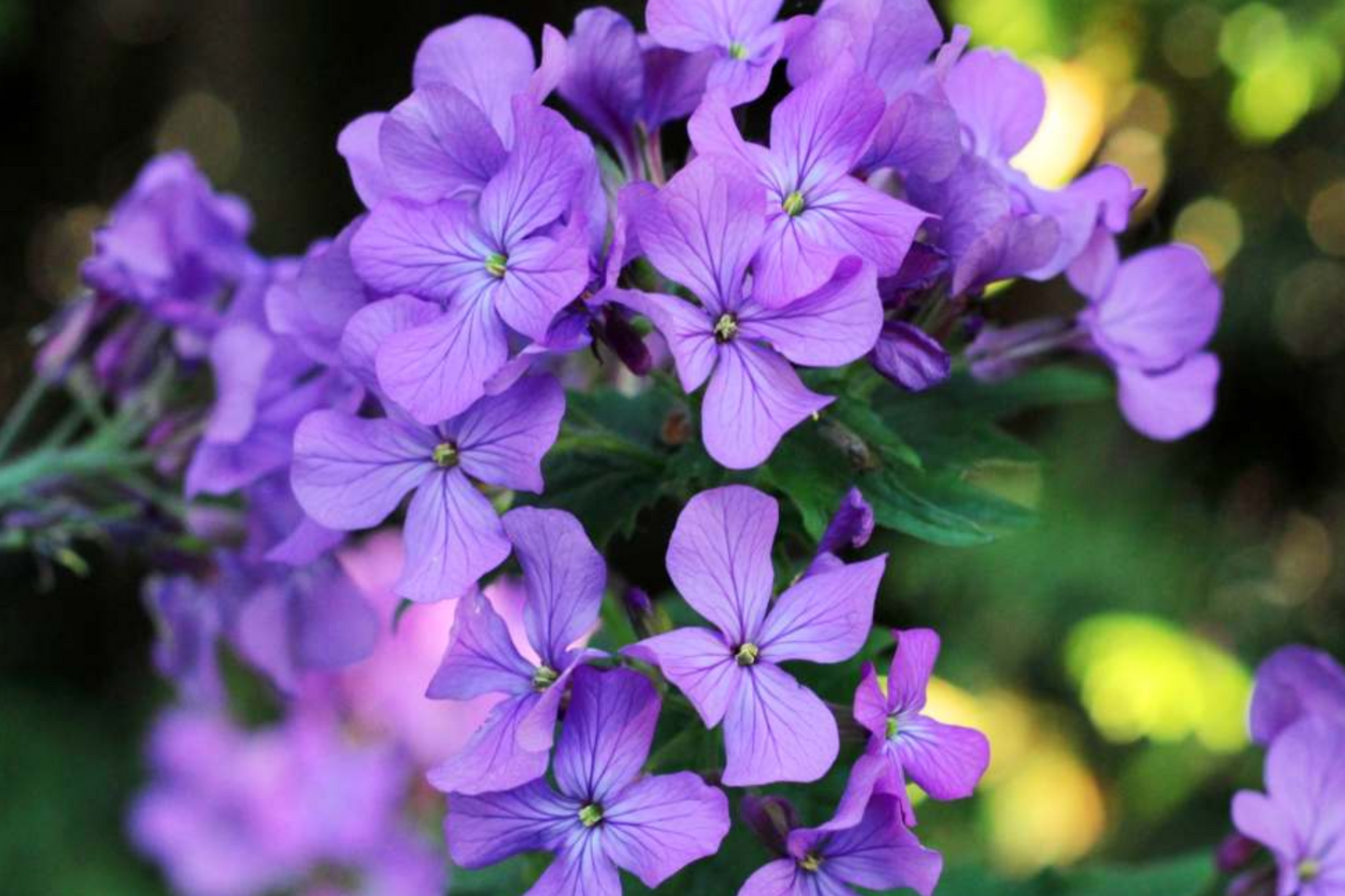 Money Plant Seeds Lunaria Annua Honesty Flower Silver Dollar Plant Dried Floral Decor