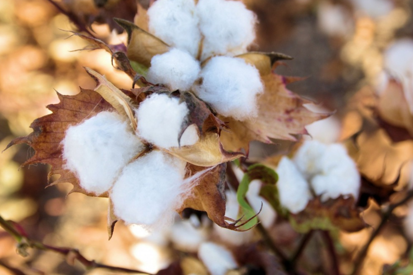 Brown Cotton Seeds - Heirloom Gossypium, Non-GMO, Organic Cotton for Crafting & Sustainable Gardening