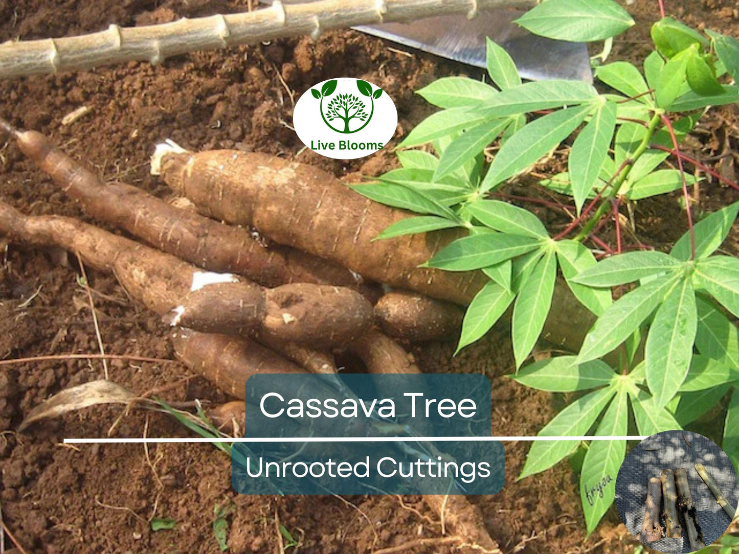 4 Healthy White Cassava Cuttings - Manihot esculenta Unrooted for Planting and Propagation