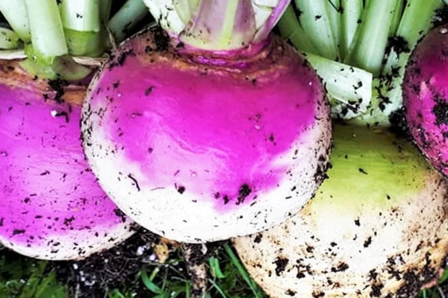 American Purple Top Rutabaga Seeds - Heirloom Non-GMO Cold-Hardy Root Vegetable, Brassica napus, 1000 Seeds