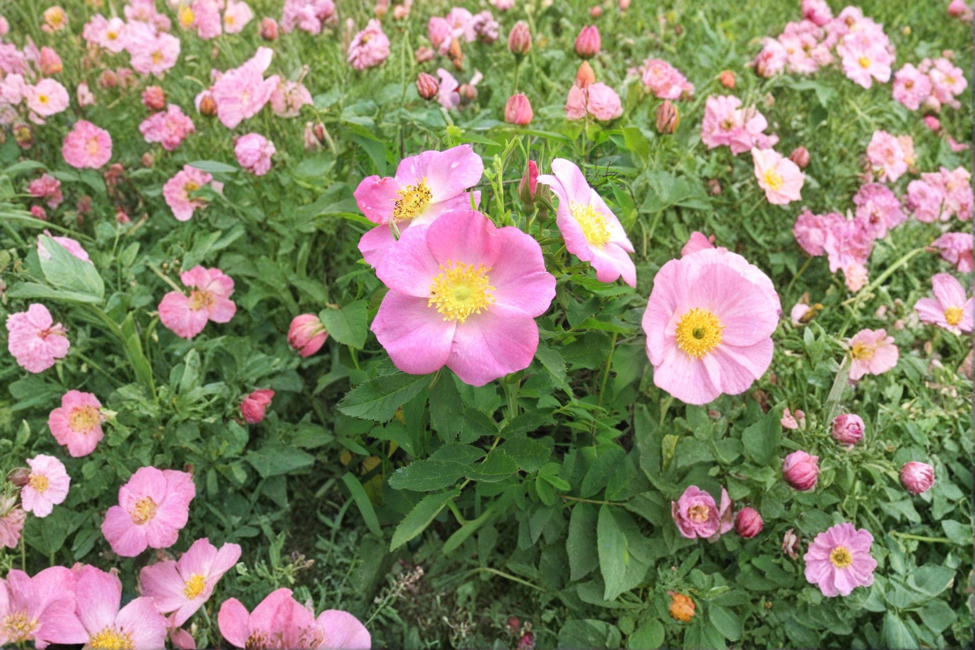 Pasture Rose Seeds Rosa carolina Native Wild Rose Pink Flower Shrub for Gardens & Wildlife Pollinator Attractant