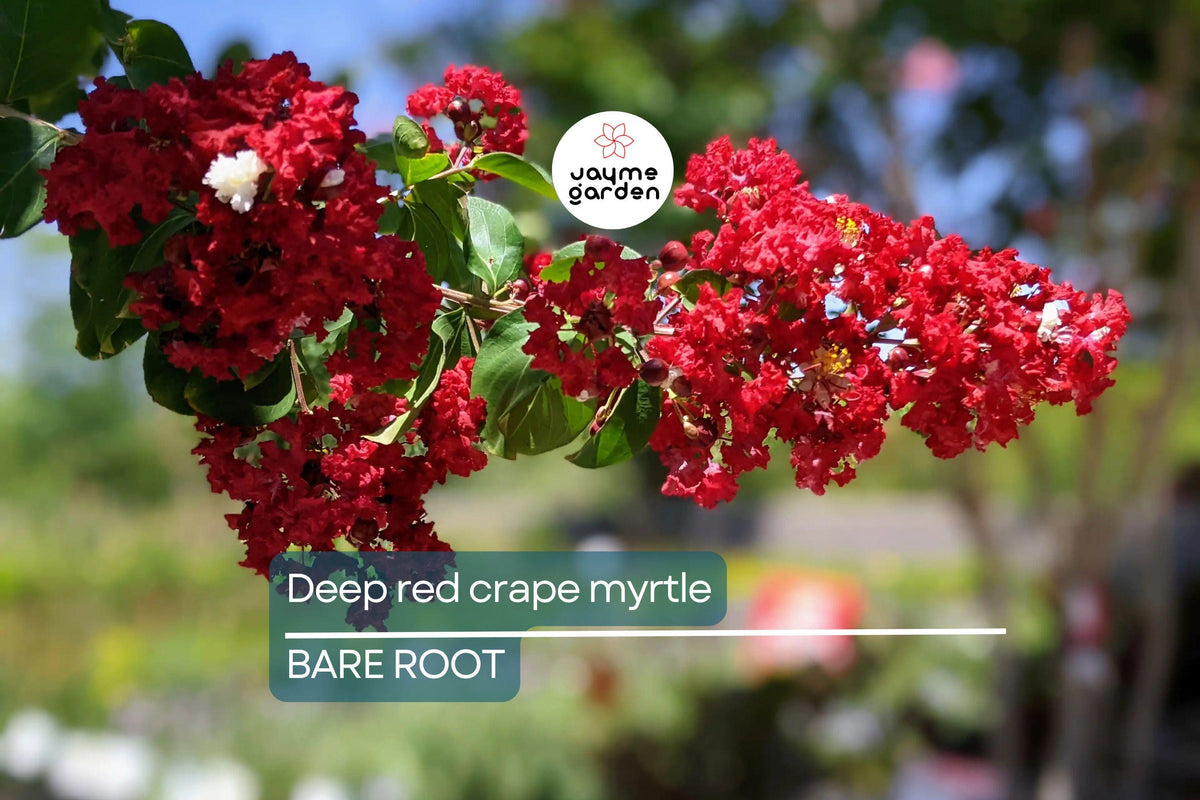 Deep Red Crape Myrtle 'Dynamite' 2-3 ft | Fast Growing Shrub/Tree | Lagerstroemia indica | Full Sun, Late Summer Blooms