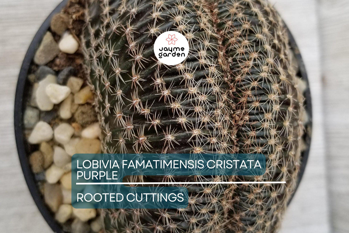 Rare Grafted Cactus - Lobivia Famatimensis Cristata Purple - Brain Coral Shape with Orange Blooms - Unique Collector's Plant