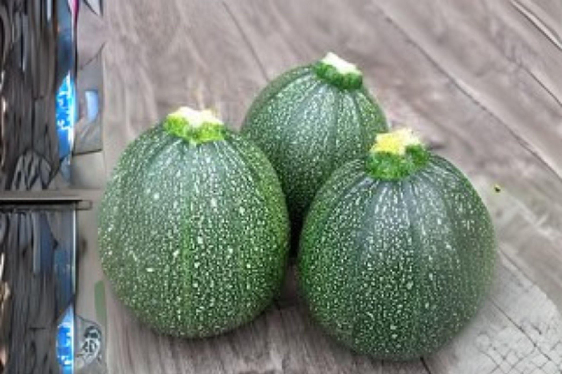 Summer Squash Round Zucchini Seeds, Heirloom Cucurbita pepo, Compact Bush Variety for Container Gardening