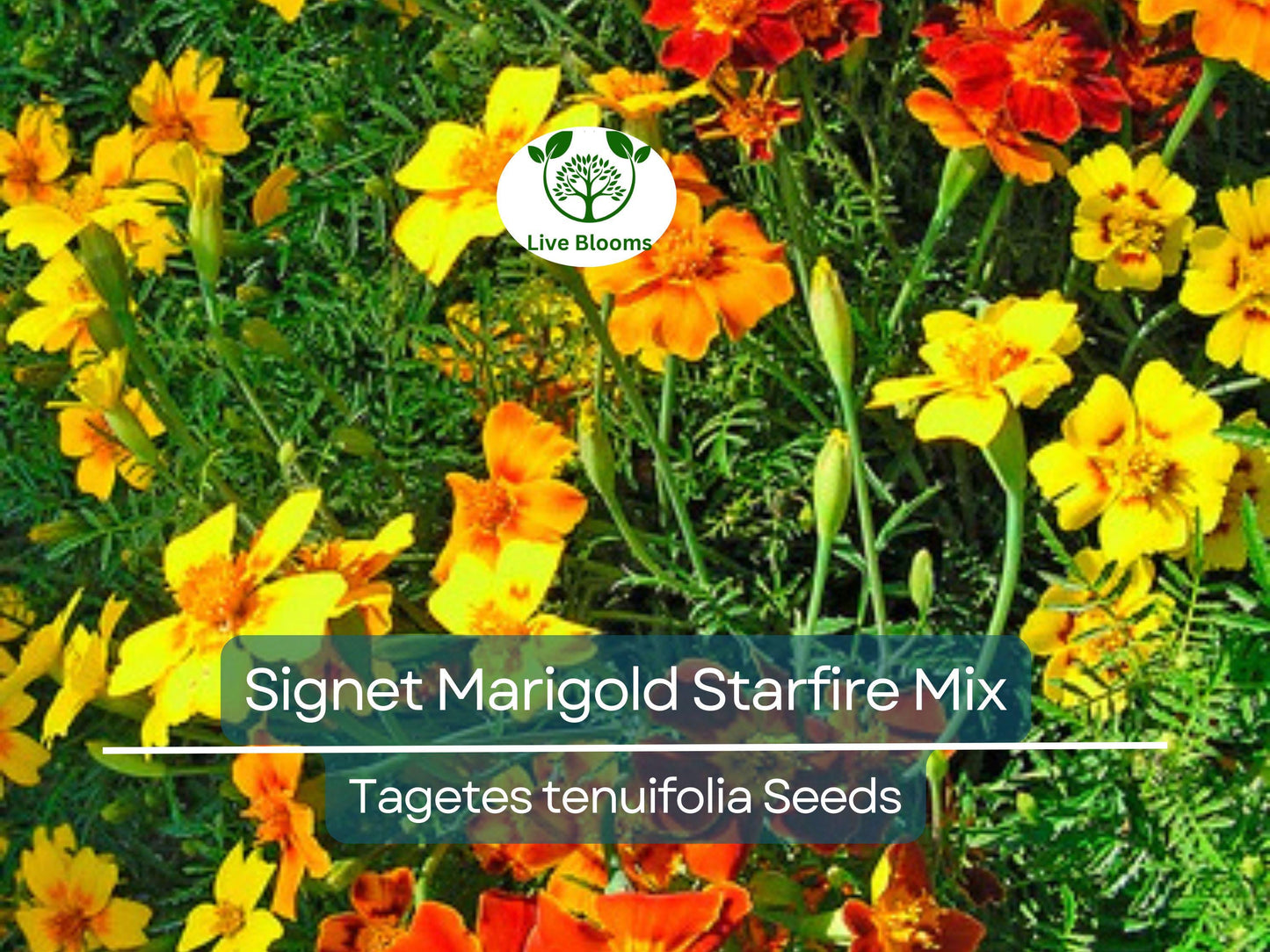200 Seeds Signet Marigold Starfire Mix - Non-GMO, 12" Vibrant Garden Blooms, Easy to Grow