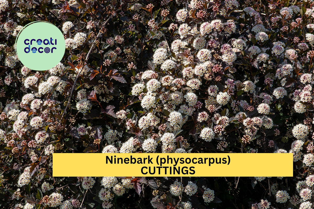 5 Summer Wine Ninebark Cuttings (8") – Deep Burgundy Foliage Shrub for Propagation & Garden Borders