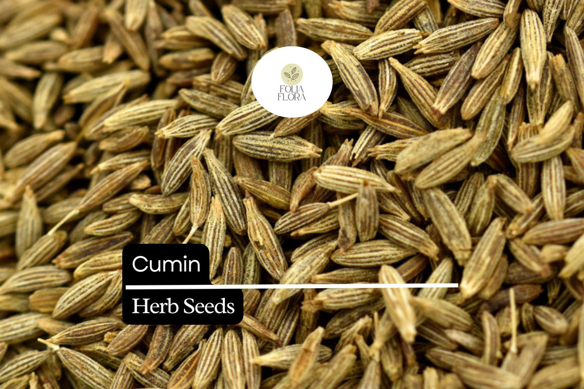 Cumin Seeds (250 Pack) - Aromatic Spice Herb for Cooking, Cuminum cyminum, Versatile Culinary Essential