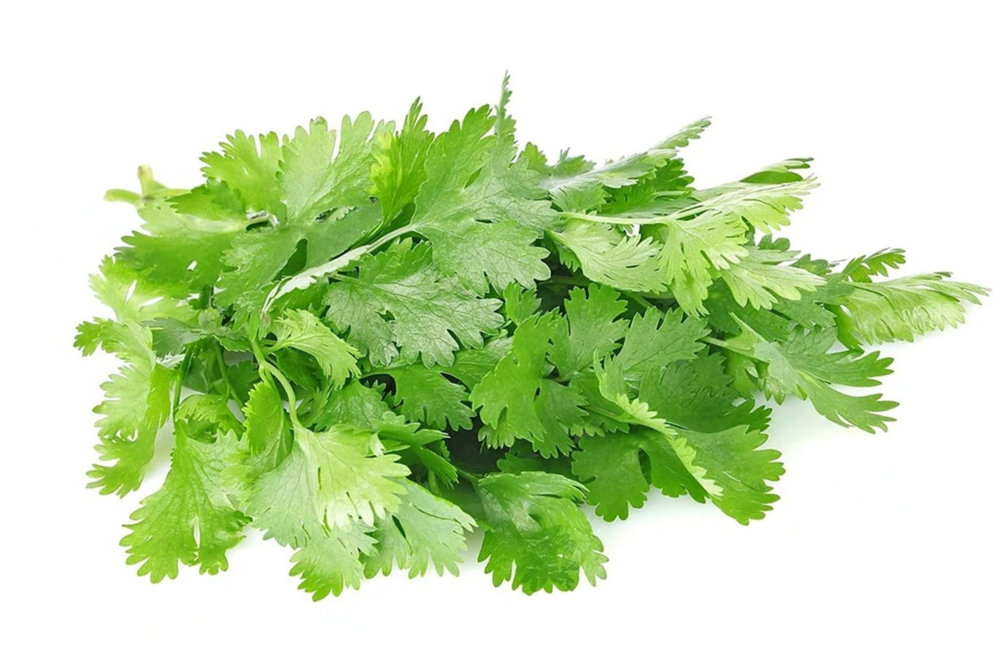 Organic Cilantro Seeds - 150+ Non-GMO Slow Bolt Variety from USA Farms