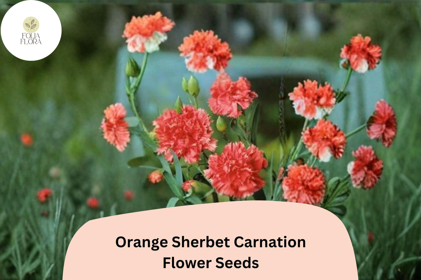 200+ Orange Sherbet Carnation Seeds | Dianthus caryophyllus | Vibrant Orange Blooms for Gardens