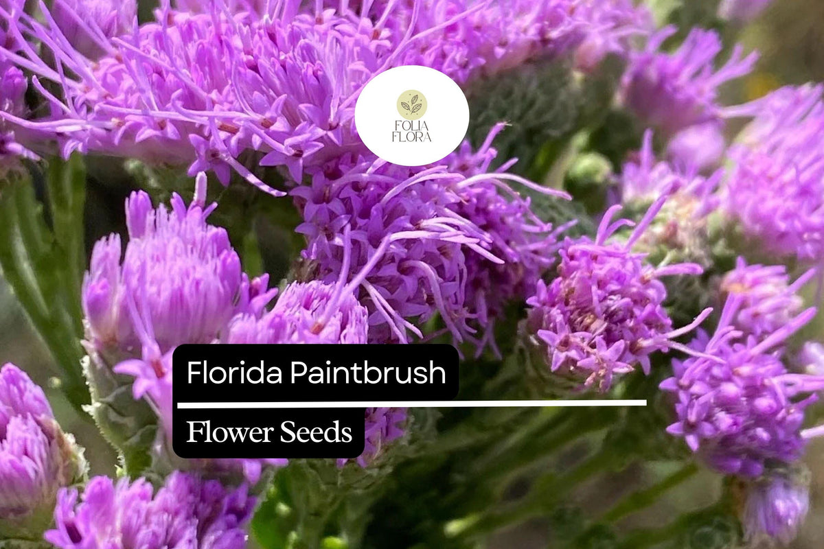 Florida Paintbrush Seeds 25 Pack | Purple Wildflowers | Pollinator-Friendly | Carphephorus corymbosus