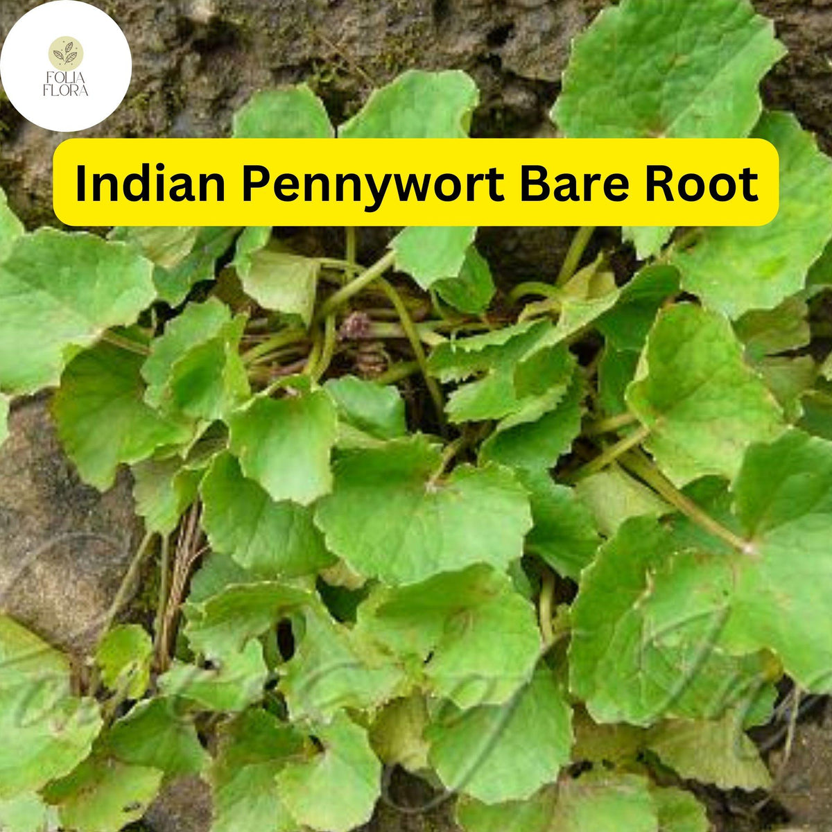 15 Live Pennywort Plants, Bare Root, Green Aquatic Herb, Centella asiatica - Easy to Grow for Water Gardens & Culinary Use