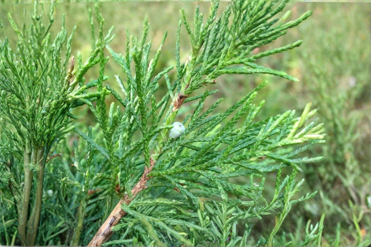 Eastern Red Cedar Seeds 25 Pack | Juniperus virginiana Evergreen Tree for Wildlife & Bonsai