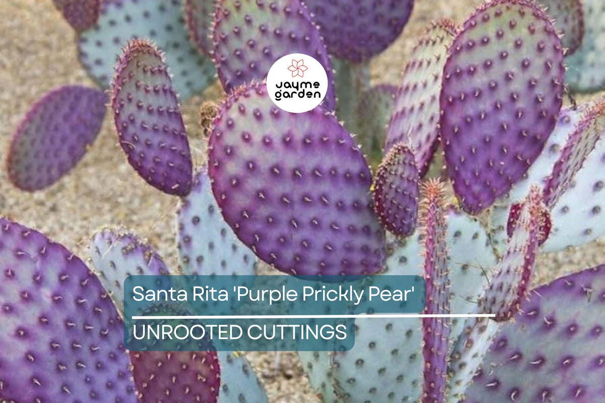 Santa Rita Purple Prickly Pear Cutting 6" | Opuntia Santa-Rita | Color Shifts Green to Purple | Yellow Blooms | Unrooted Pad