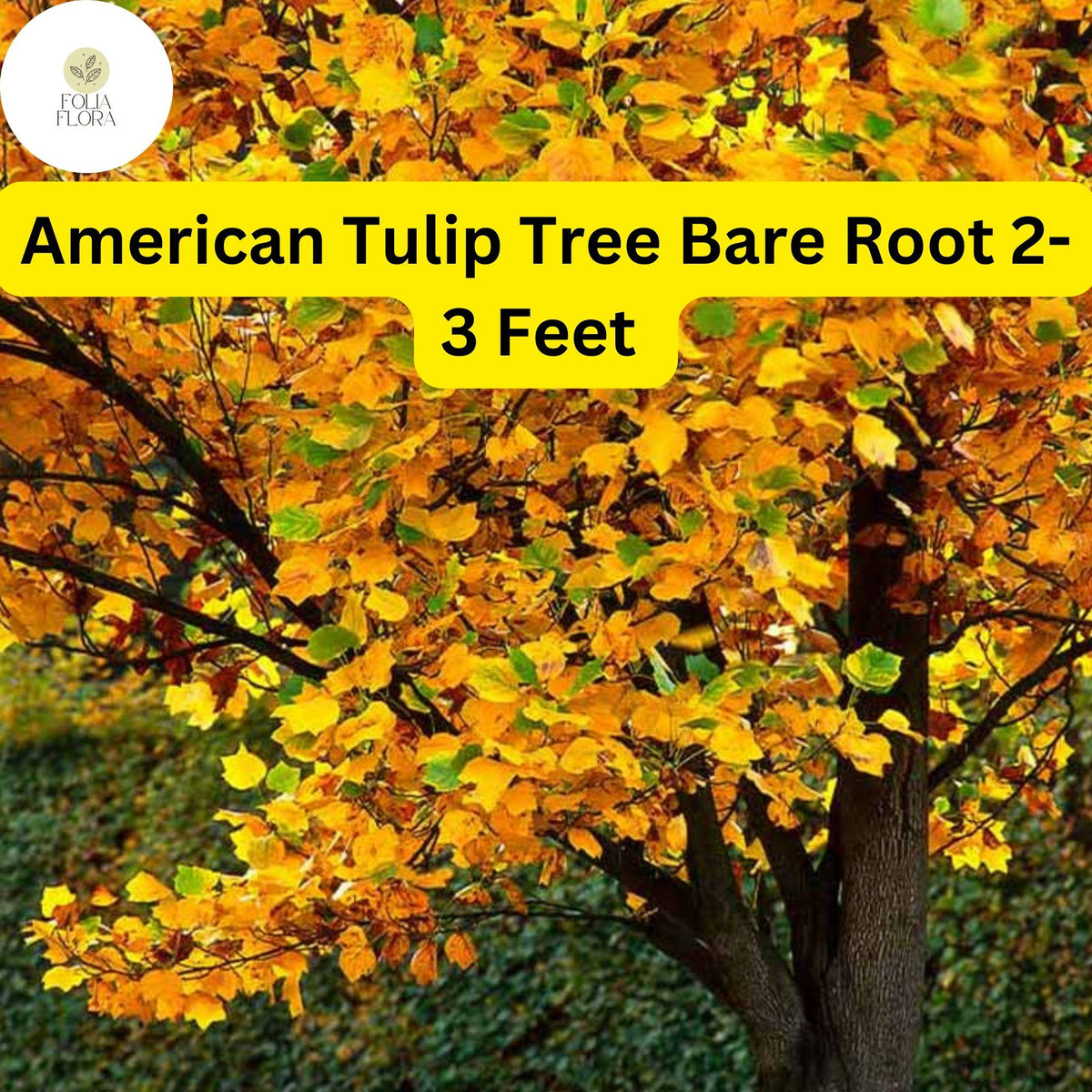 American Tulip Tree - 2-3 Feet Live Bare Root Plant - Liriodendron tulipifera - Fast-Growing Shade Tree for Zones 4-9