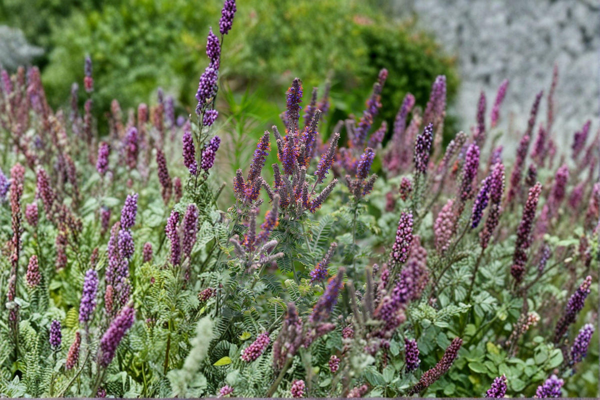 Lead Plant Seeds - 50 Pack - Amorpha canescens - Native Prairie Shrub - Nitrogen-Fixing - Pollinator Friendly