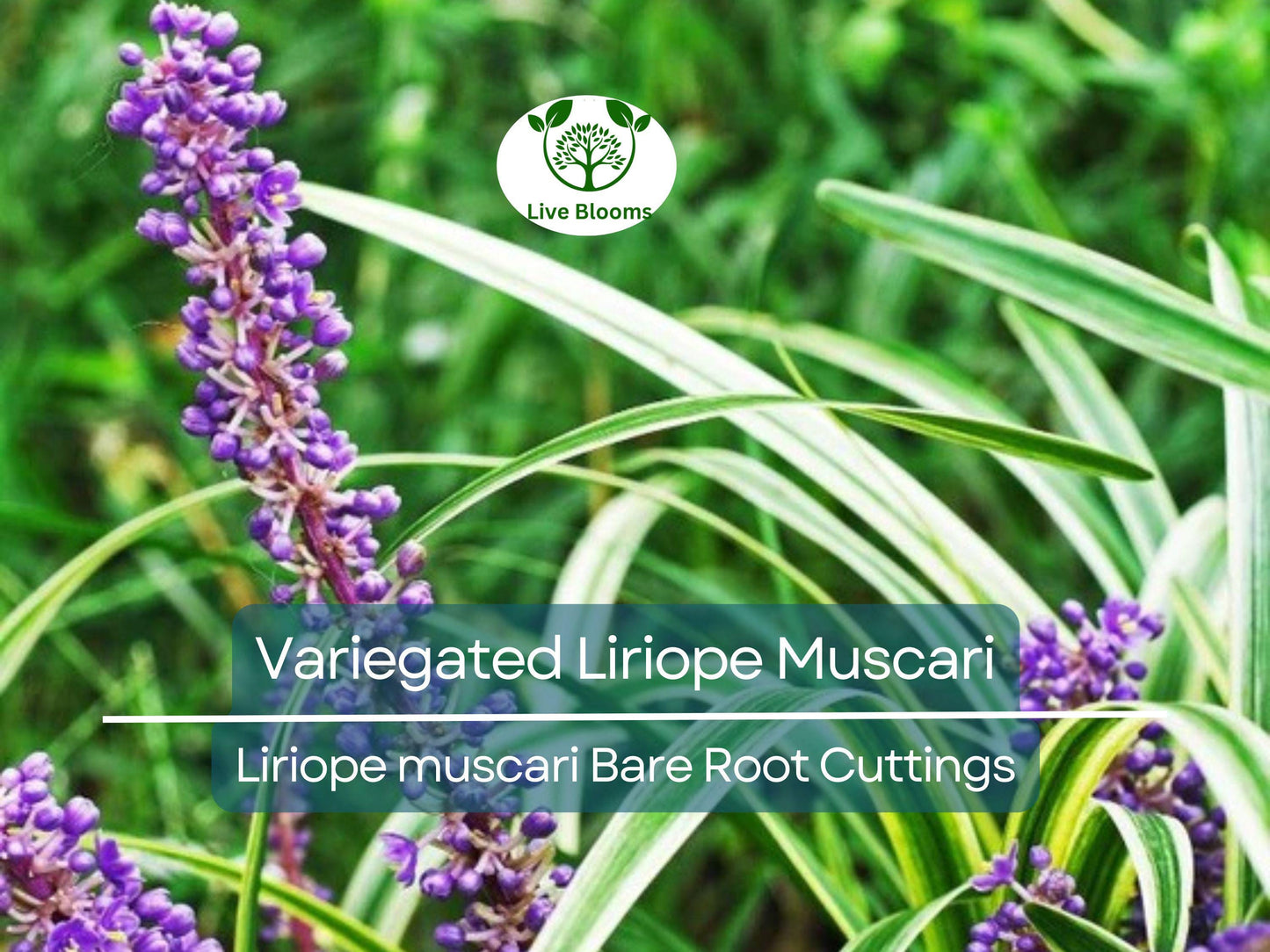 2 Variegated Liriope Muscari Bare Root Cuttings – Striped Foliage & Purple Flowers Groundcover