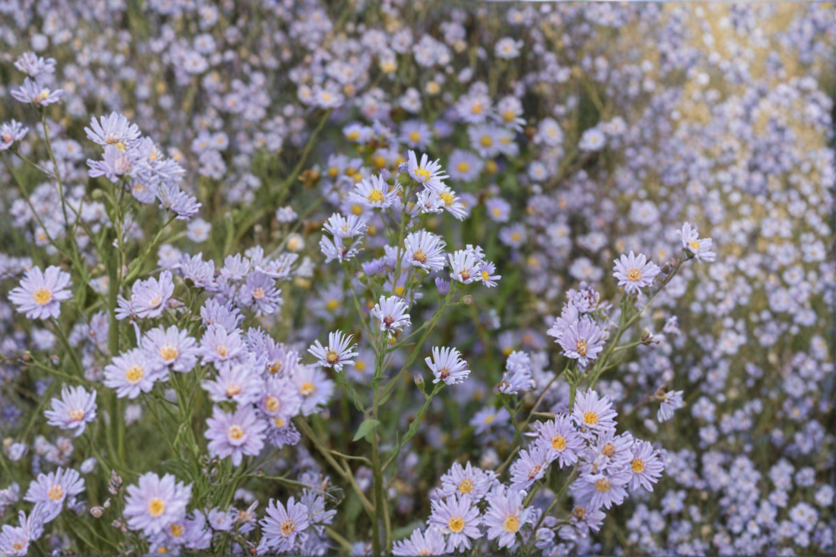 Smooth Blue Aster Seeds – 100 Pack – Native Wildflower for Pollinator Gardens – Symphyotrichum laeve – Drought Tolerant Perennial