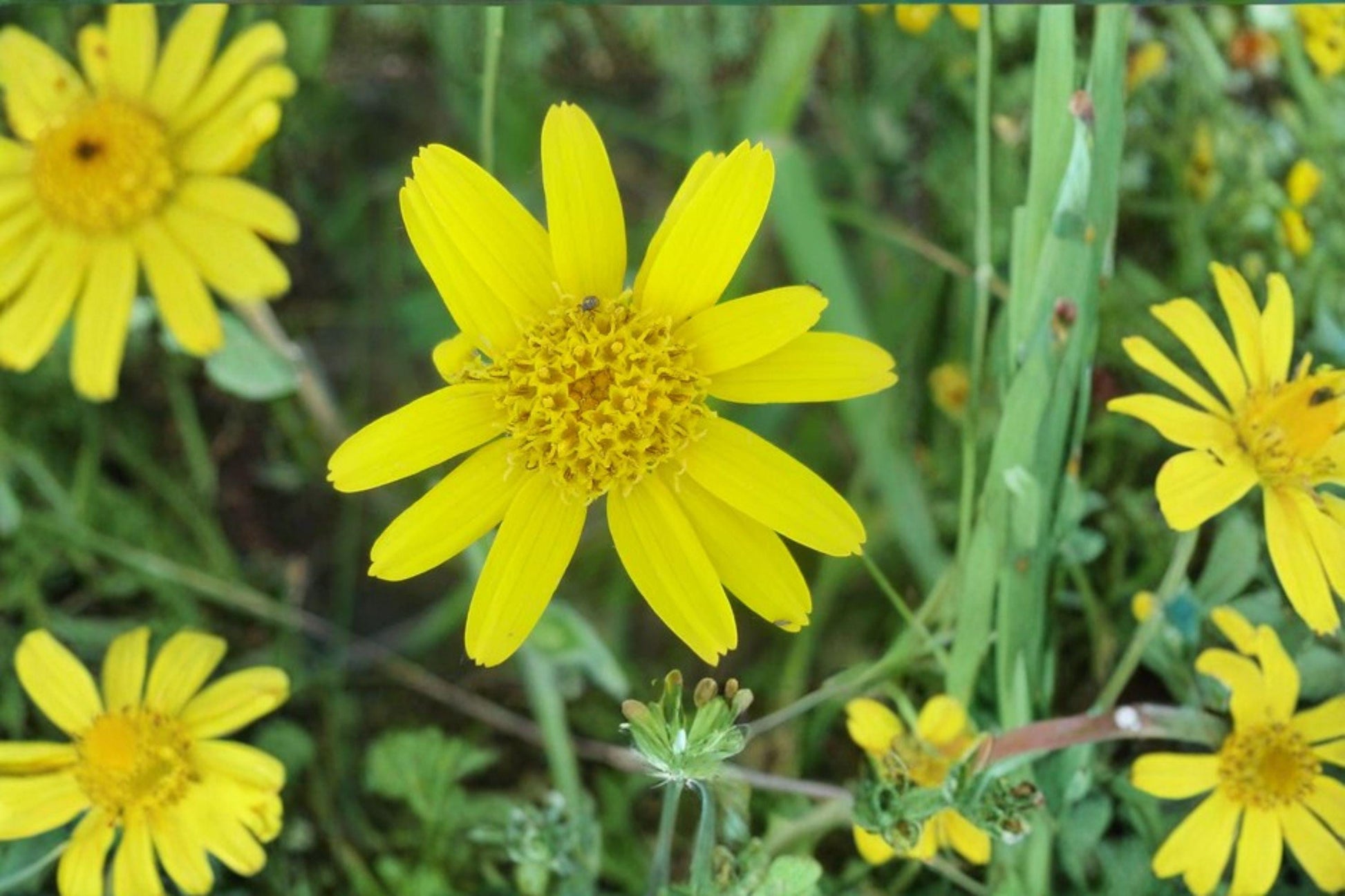 Arnica chamissonis Seeds – Meadow Arnica Perennial for Pollinator Gardens & Meadows – Bright Yellow Daisy Flowers