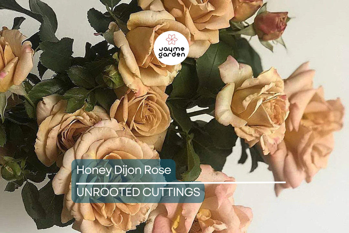 Honey Dijon Rose Cuttings | 3 Fresh Unrooted | Rosa ‘Honey Dijon’ | Unique Caramel-Peach Blooms | Fragrant for Grafting/Rooting