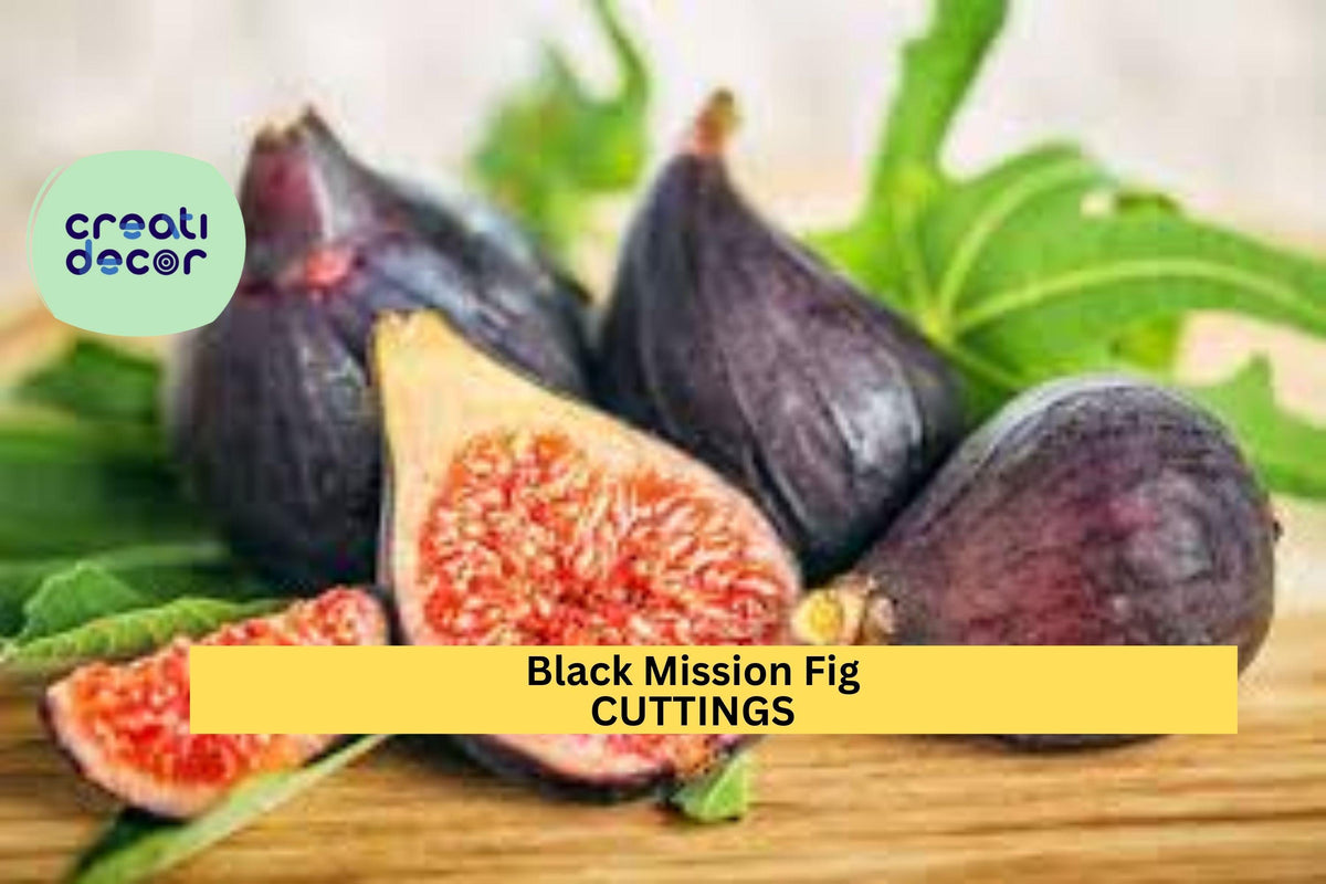 Black Mission Fig Cutting – 10" Ficus carica Twig for Propagation | Sweet Dark Purple Skin Variety for Edible Gardens